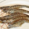 河虾不能和什么一起吃？河虾不能和什么同食？